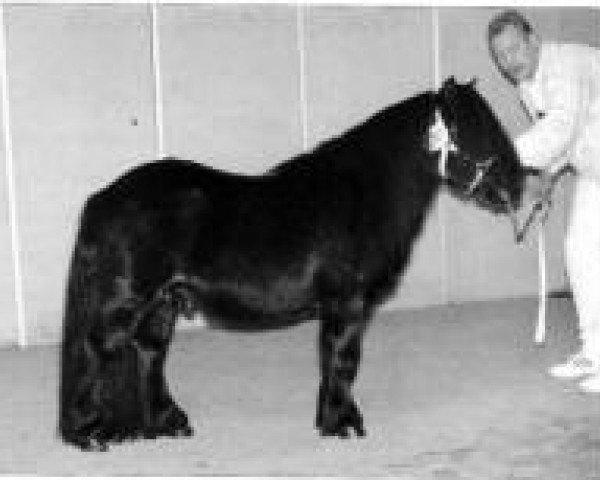 Deckhengst August van de Kosterweide (Shetland Pony, 1986, von Narco v.d. Uitweg)