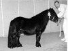 Deckhengst August van de Kosterweide (Shetland Pony, 1986, von Narco v.d. Uitweg)