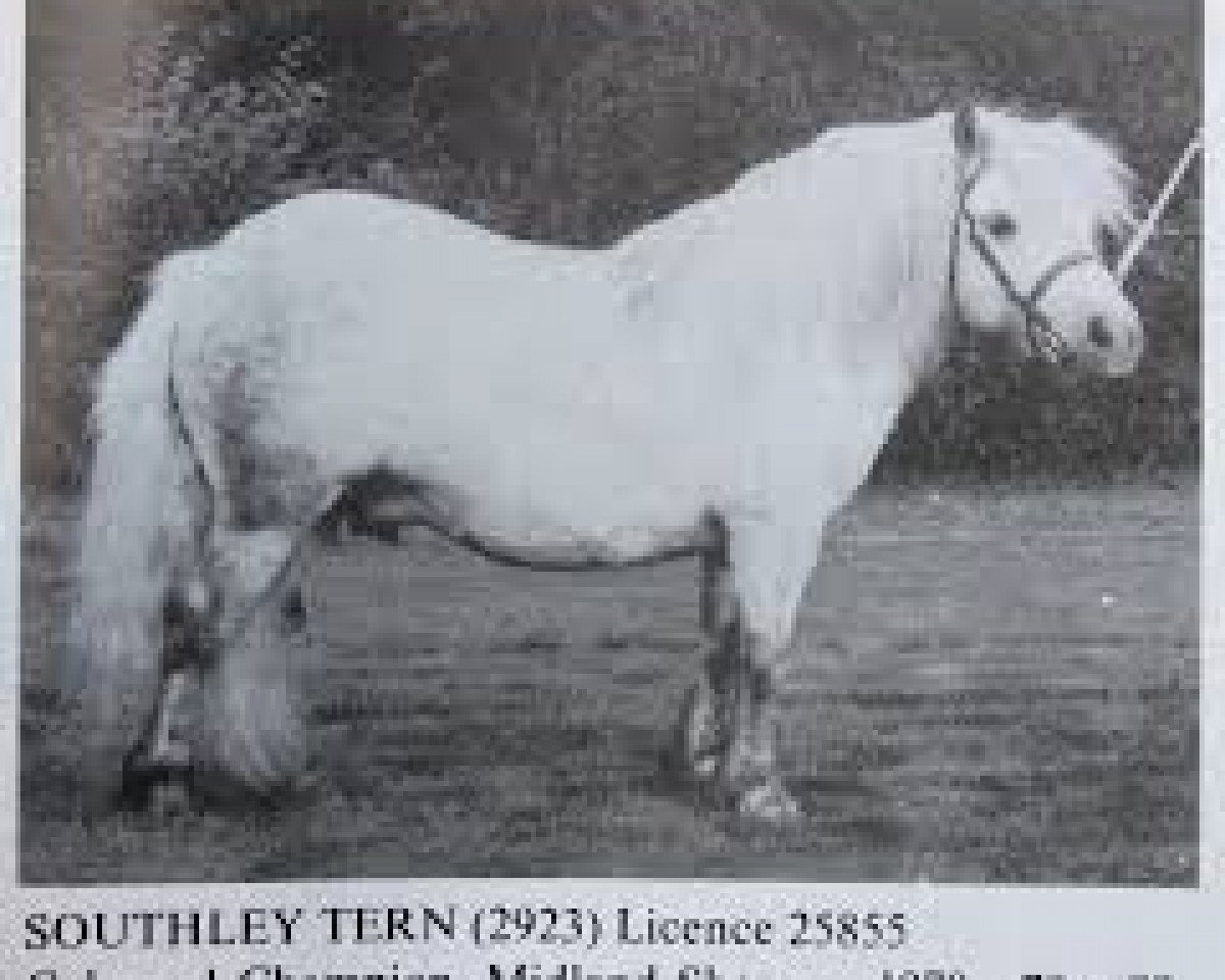 stallion Southley Tern (Shetland Pony, 1974, from Titterel of Hutton)