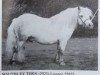 stallion Southley Tern (Shetland Pony, 1974, from Titterel of Hutton)