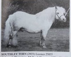 stallion Southley Tern (Shetland Pony, 1974, from Titterel of Hutton)