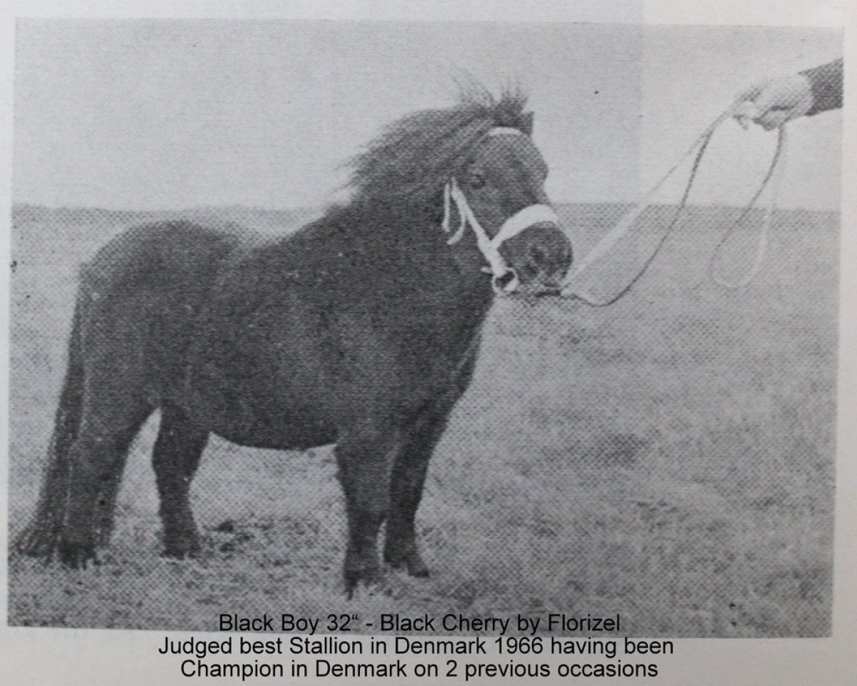 horse Black Boy (Shetland Pony, 1960, from Florizel)