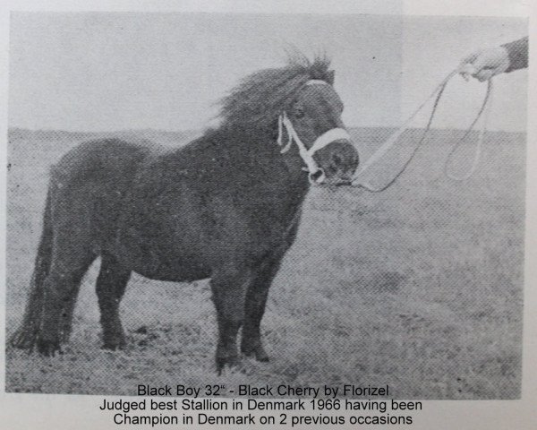 Pferd Black Boy (Shetland Pony, 1960, von Florizel)