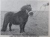 Pferd Black Boy (Shetland Pony, 1960, von Florizel)