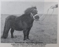 horse Black Boy (Shetland Pony, 1960, from Florizel)