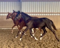 dressage horse Sokrates (Hanoverian, 2023, from So Perfect)