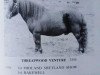 stallion Threapwood Venture (Shetland Pony, 1982, from Wells Playboy)