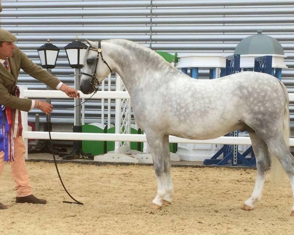 stallion Pontsteffan Safari (Welsh-Pony (Section B), 2009, from Cwrtycadno Cymro)