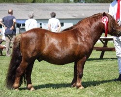 stallion Annagaard Urban (Shetland Pony, 2011, from Grapjas van de Gathe)