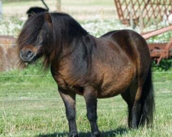 Deckhengst Grapjas van de Gathe (Shetland Pony, 1992, von Adam van Spuitjesdom)