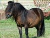 Deckhengst Grapjas van de Gathe (Shetland Pony, 1992, von Adam van Spuitjesdom)