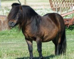 stallion Grapjas van de Gathe (Shetland Pony, 1992, from Adam van Spuitjesdom)