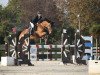 jumper Carla 279 (German Sport Horse, 2018, from Eldorado vd Zeshoek Tn)