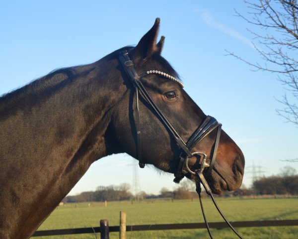 dressage horse Dakota 542 (Hanoverian, 2019, from Dante’s Jr.)