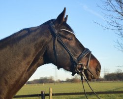 dressage horse Dakota 542 (Hannoveraner, 2019, from Dante’s Jr.)