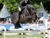 jumper Ben Hardy (Austrian Warmblood, 2010, from Black Jack 175)