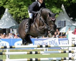 Springpferd Ben Hardy (Österreichisches Warmblut, 2010, von Black Jack 175)