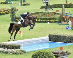 jumper Lord of Pezi (Oldenburg show jumper, 2008, from Lord Pezi)