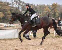 jumper Chippi Jo (Holsteiner, 2009, from Cormint)