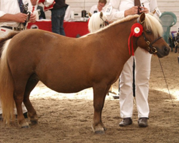 Zuchtstute Annagaard Unika (Shetland Pony, 2006, von Heros Tranegilde)