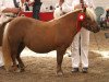 broodmare Annagaard Unika (Shetland Pony, 2006, from Heros Tranegilde)