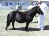 Zuchtstute Sörbys Ulma (Shetland Pony, 2000, von Rosenhagas Electron)