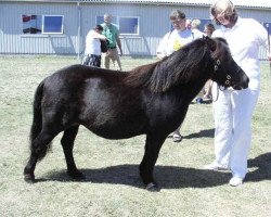 Zuchtstute Sörbys Ulma (Shetland Pony, 2000, von Rosenhagas Electron)