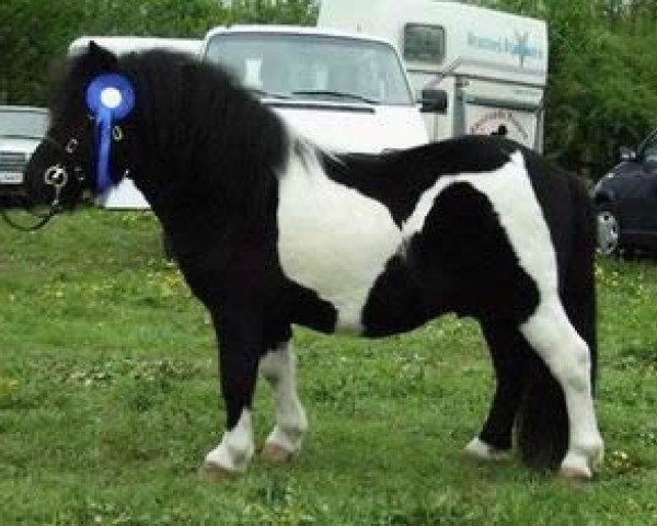 stallion Heros Tranegilde (Shetland Pony, 1999, from Furie van de Schaapskooi)