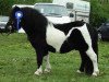 stallion Heros Tranegilde (Shetland Pony, 1999, from Furie van de Schaapskooi)