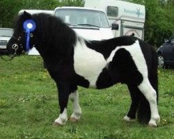 stallion Heros Tranegilde (Shetland Pony, 1999, from Furie van de Schaapskooi)