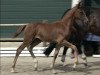 dressage horse Total Diva (Oldenburg, 2023, from Total Diamond PS)