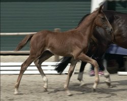 dressage horse Total Diva (Oldenburg, 2023, from Total Diamond PS)