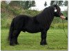 stallion Rosenhagas Electron (Shetland Pony, 1994, from Valentijn v. d. Amstelhof)