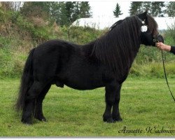 Deckhengst Rosenhagas Electron (Shetland Pony, 1994, von Valentijn v. d. Amstelhof)