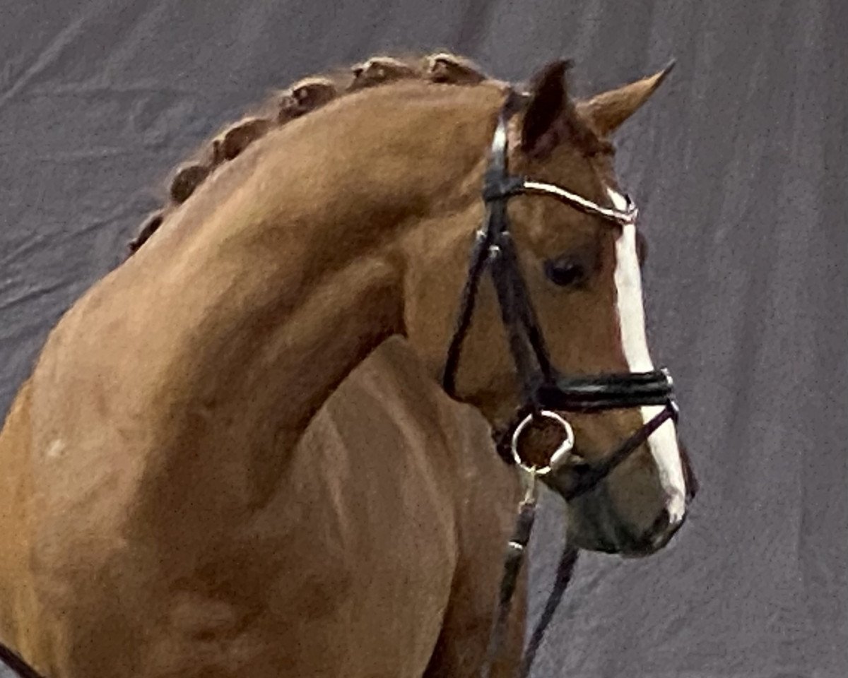 stallion Buchenhof´s Neverino (German Riding Pony, 2021, from Neverland WE)