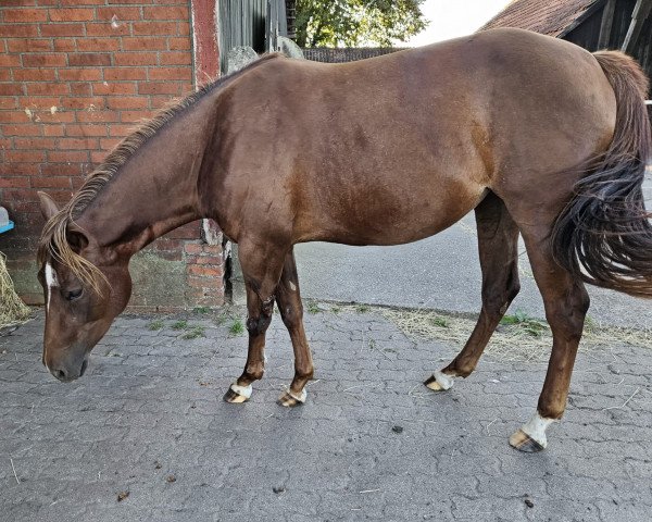 broodmare Late Launch Looney (Quarter Horse, 2021)