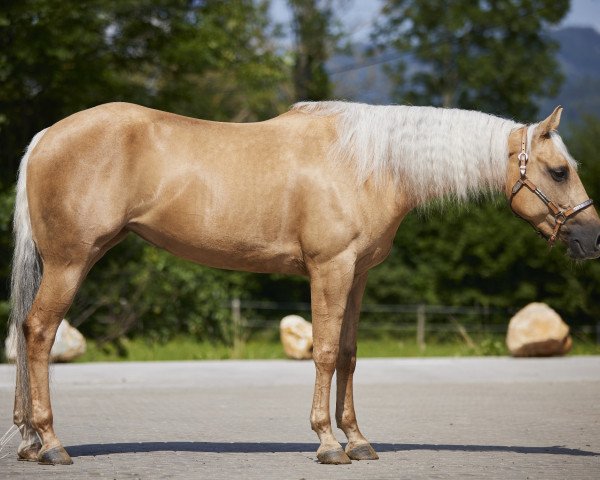 Pferd Top Custom Gun (Quarter Horse, 2018)