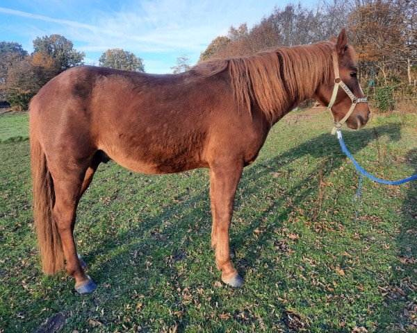 stallion CF Eiks Orion (Bashkir / Bashkir Curly / Curly Horse, 2018)