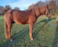 horse CF Eiks Orion (Baschkire / Bashkir Curly / Curly Horse, 2018)