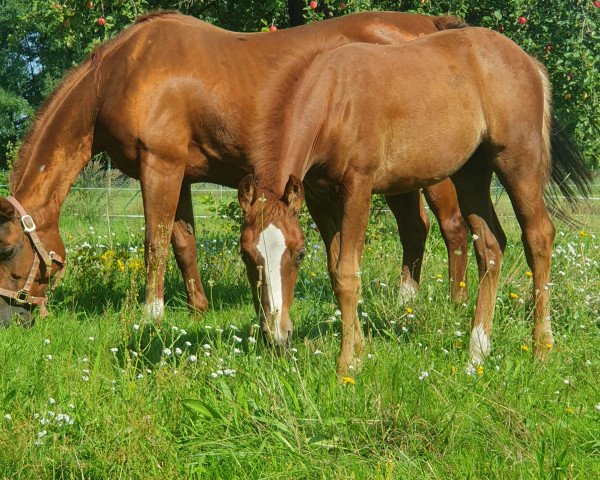 horse SK Smart Whiz Amber (Quarter Horse, 2023)