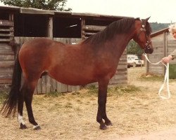 horse Bengad Diamond (Welsh-Pony (Section B), 1973, from Belvoir Zoroaster)