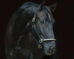 jumper Dark Pearl 10 (Hanoverian, 2008, from Don Crusador)