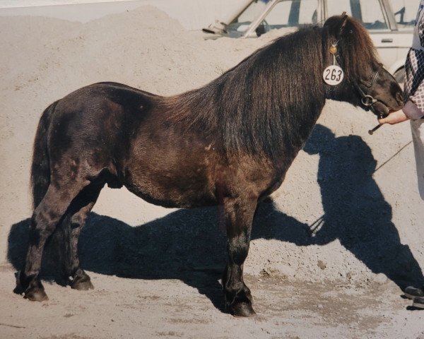 Deckhengst Lakris RS 226 (Shetland Pony, 1986, von Package of Marshwood)