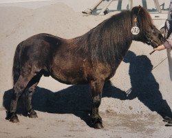 stallion Lakris RS 226 (Shetland Pony, 1986, from Package of Marshwood)