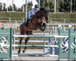 jumper Can Caipina (Hanoverian, 2011, from Canstakko)