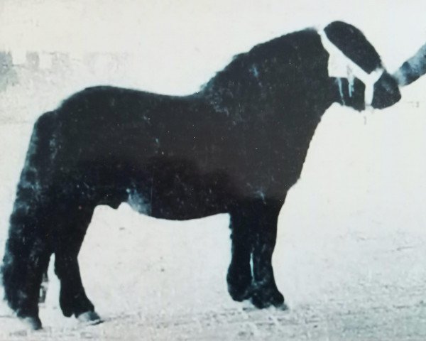stallion Stelmor of Transy (Shetland Pony, 1956, from Joseph of Marshwood)