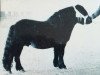 stallion Stelmor of Transy (Shetland Pony, 1956, from Joseph of Marshwood)