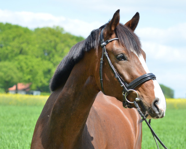 dressage horse Ella Elle l'a (Oldenburg, 2019, from Erdinger)