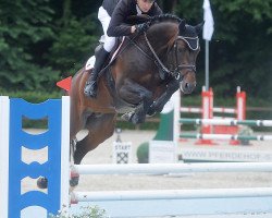 stallion Diavoltan OLD (Oldenburg show jumper, 2012, from Diarado)