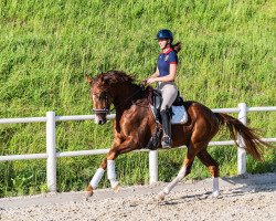 dressage horse Zimsalabim 11 (Oldenburg, 2019, from Zoom)